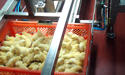  Область продолжает обеспечивать весь регион продовольствием