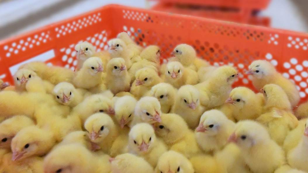 Технологии